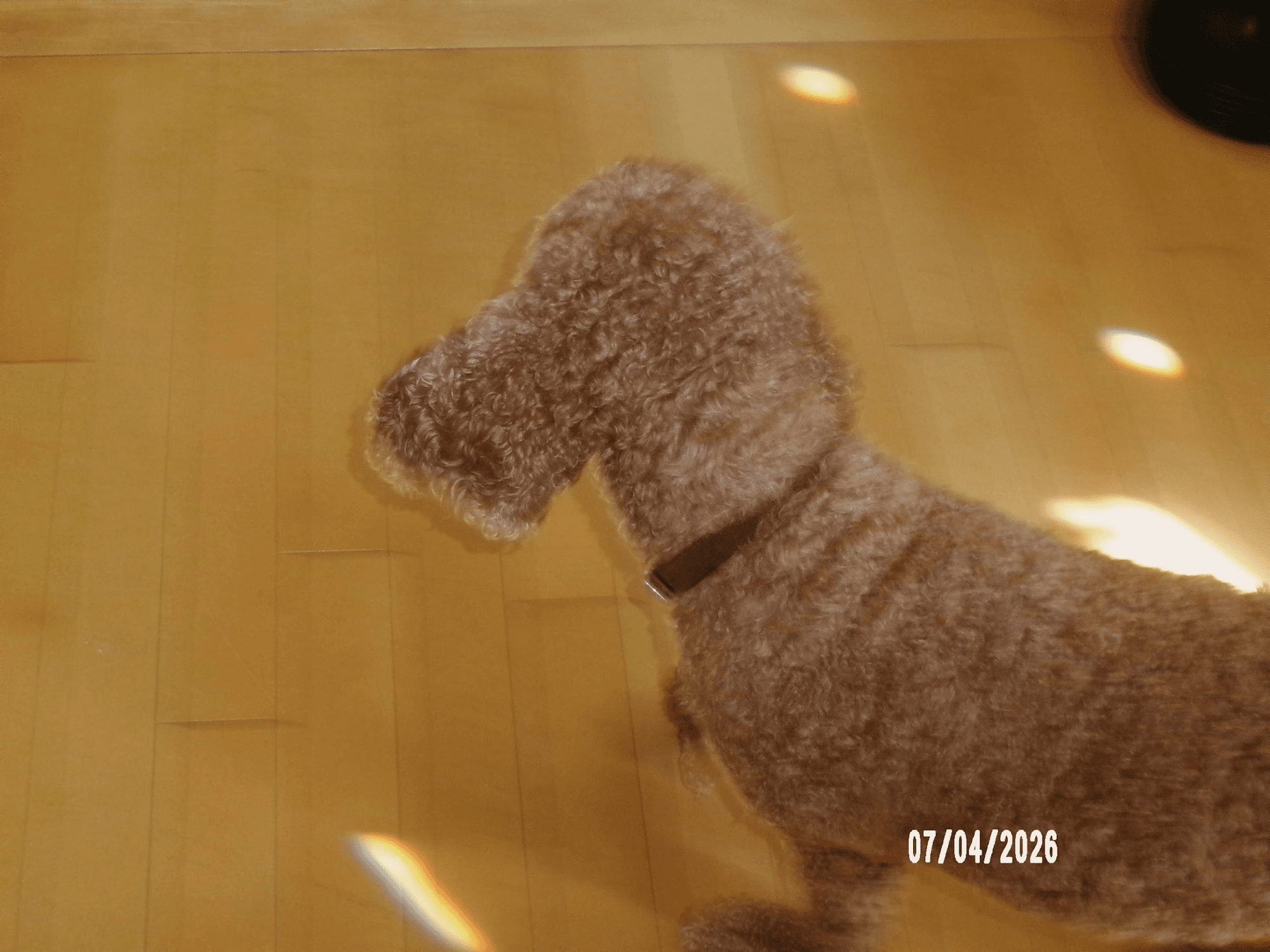 Her Tail Is Always Wagging